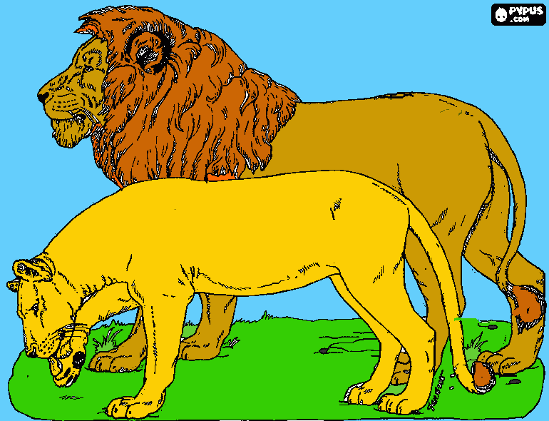 leone  e leonessa da colorare